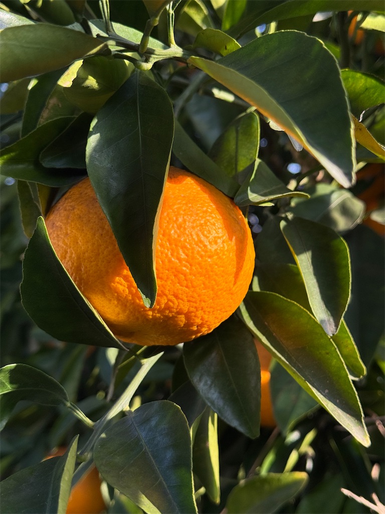 f:id:tororo-papa:20260116162633j:image