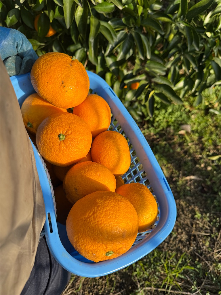 f:id:tororo-papa:20260116162645j:image