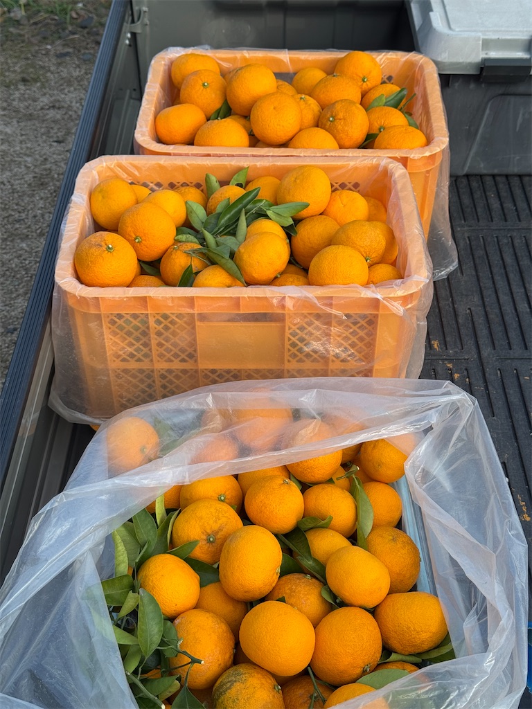 f:id:tororo-papa:20260116162701j:image