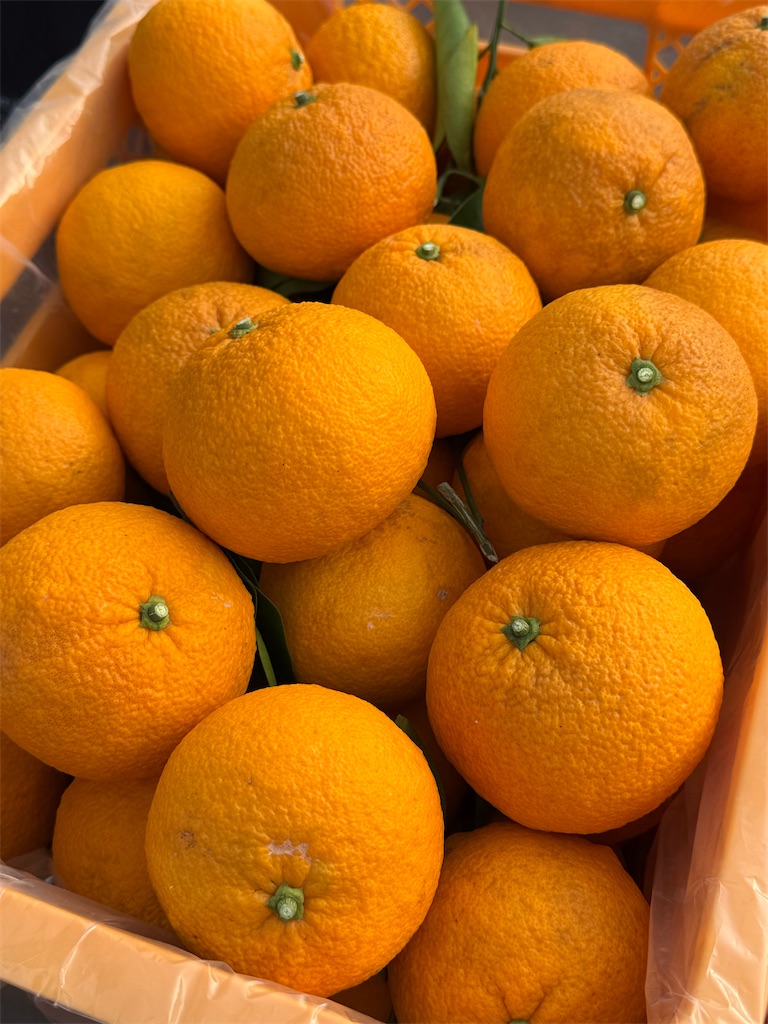 f:id:tororo-papa:20260116162714j:image