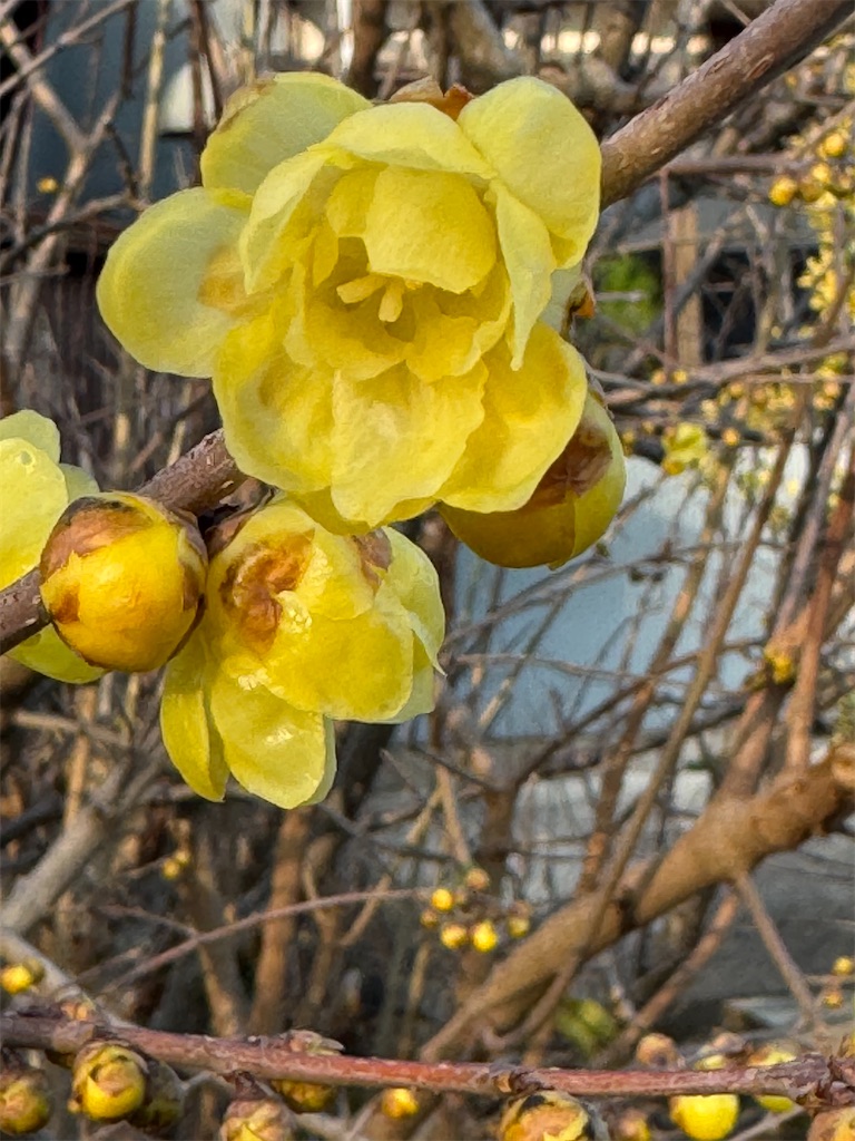 f:id:tororo-papa:20260118125403j:image