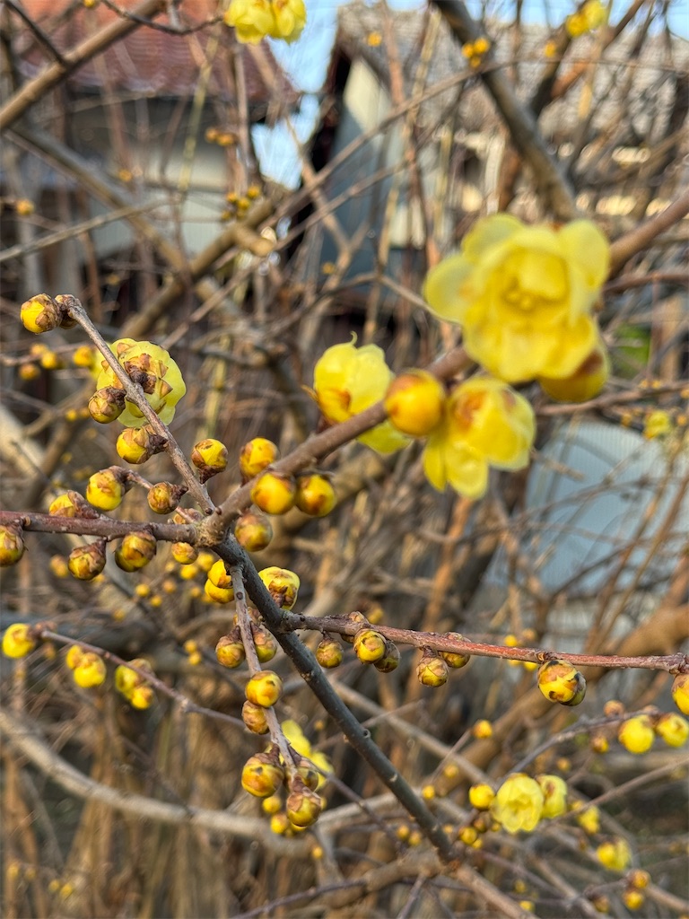 f:id:tororo-papa:20260118125414j:image