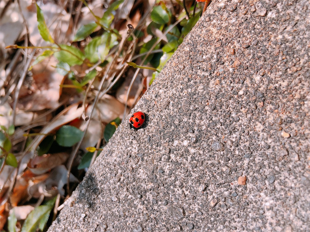f:id:tororotororo8823:20190413133801j:image