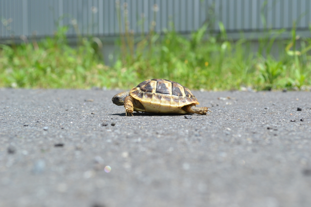 ヘルマンリクガメ飼育完全マニュアル【その2：リクガメのお家を作ろう
