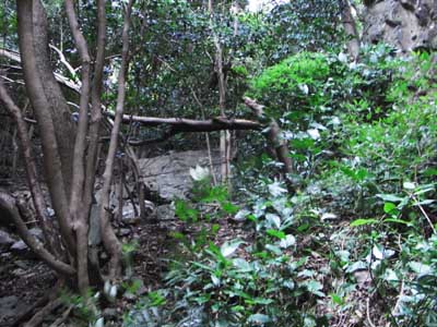 Wild Boar Gorge 2011Oct1 2