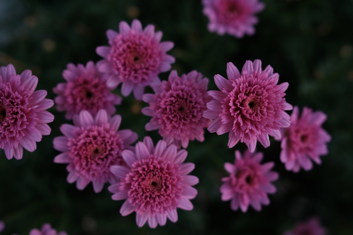 f:id:tortoise_A39:20210214091401j:plain
