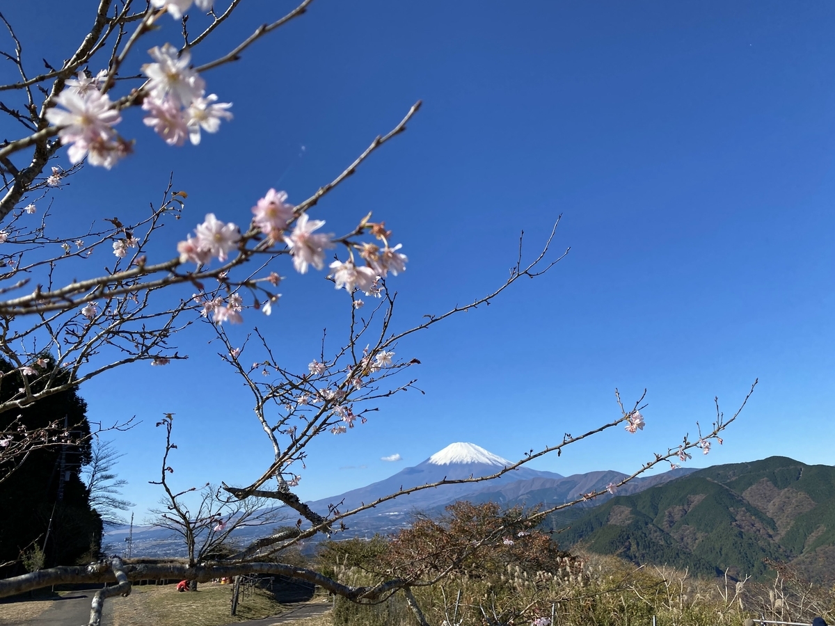 桜と富士山