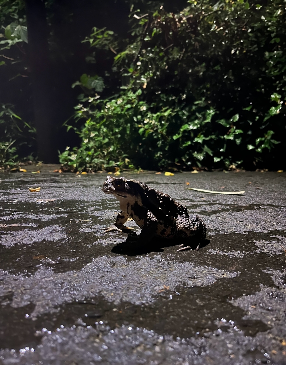 ウシガエル