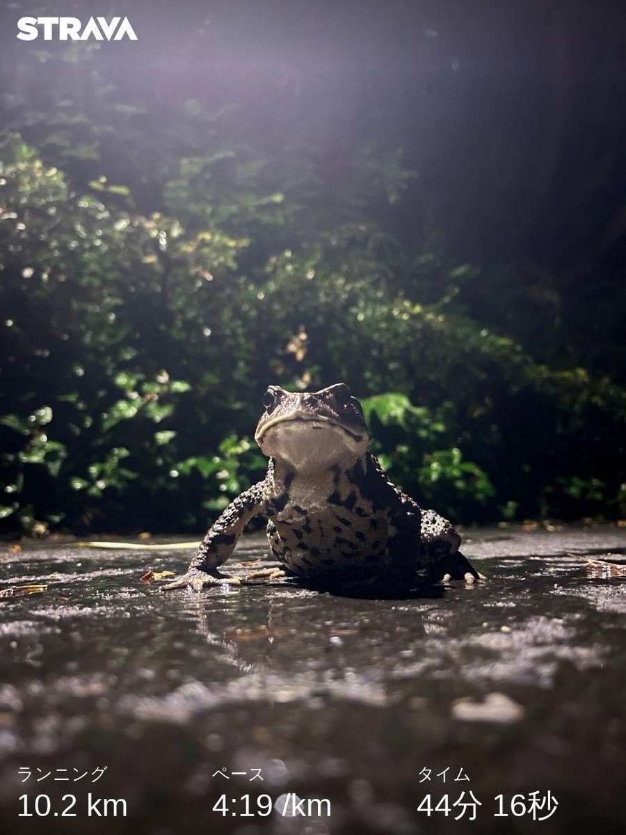 ウシガエル
