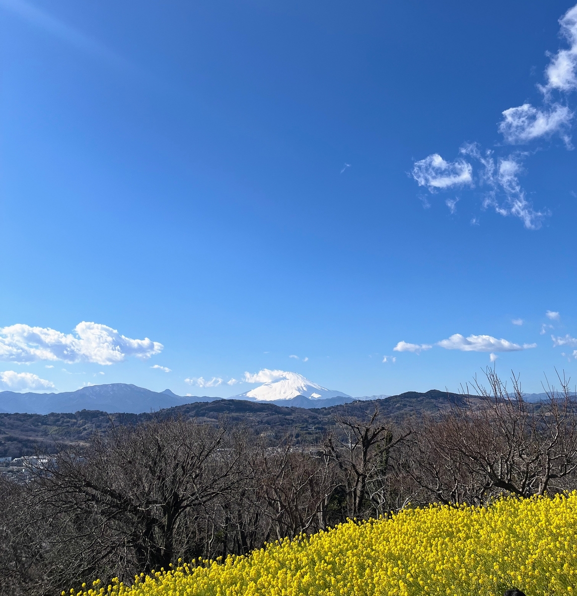 菜の花と富士山