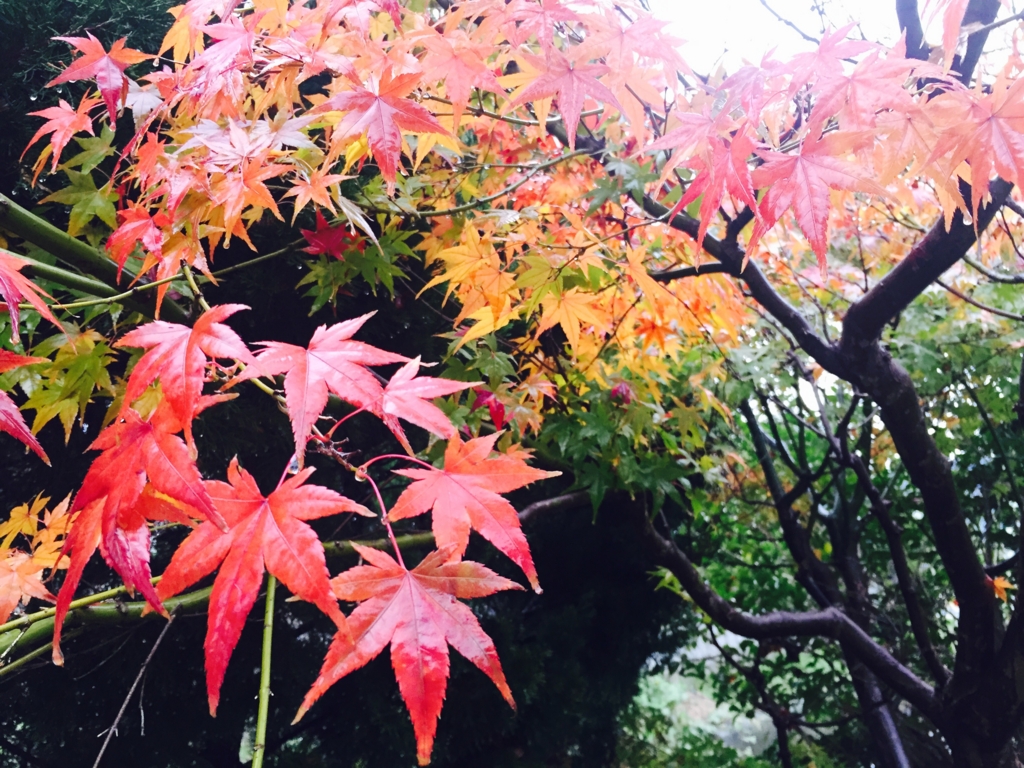 f:id:toru1012:20161127175226j:plain f:id:toru1012:20161127175226j:plain