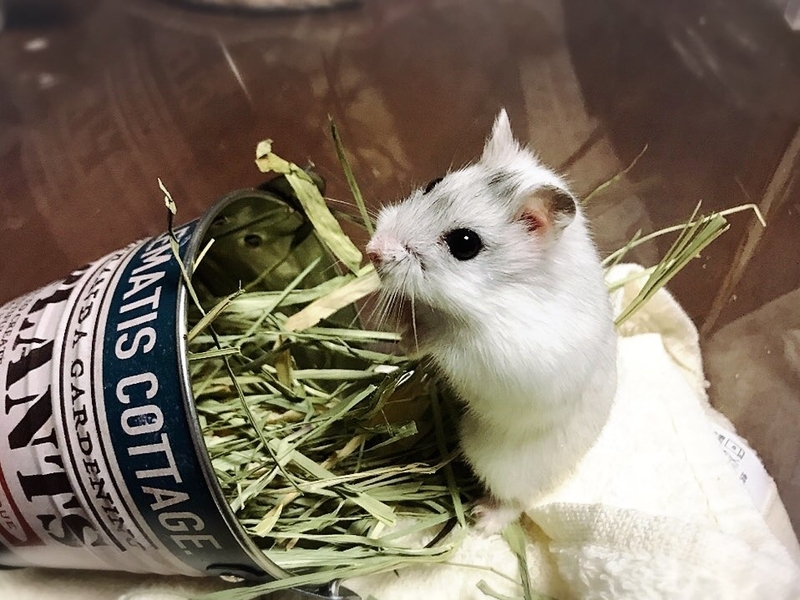 f:id:torucky:20190320193452j:plain f:id:torucky:20190320193452j:plain