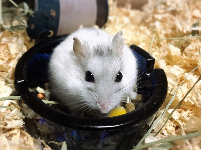 f:id:torucky:20190322190701j:plain f:id:torucky:20190322190701j:plain