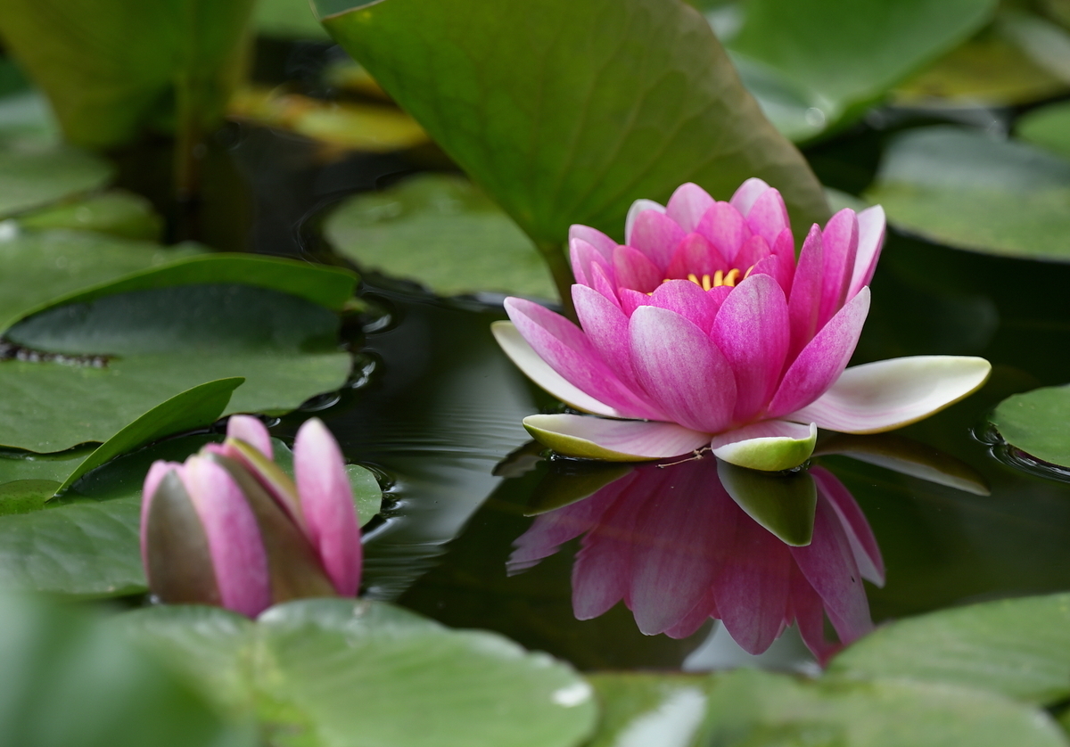 睡蓮の咲く頃 - 風の記憶