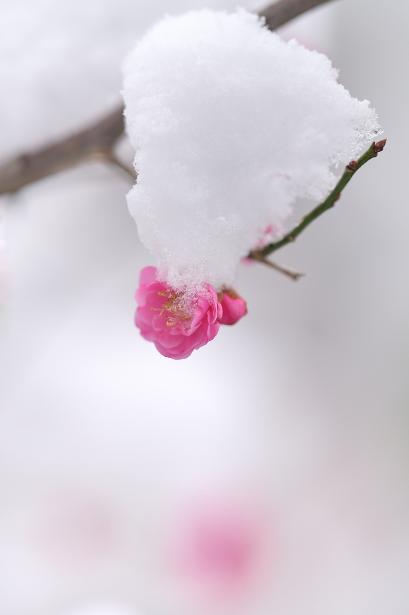 雪中梅 - 風の記憶