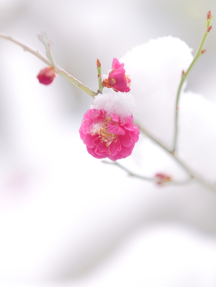休日限定 雪中梅 風の記憶 - イラスト