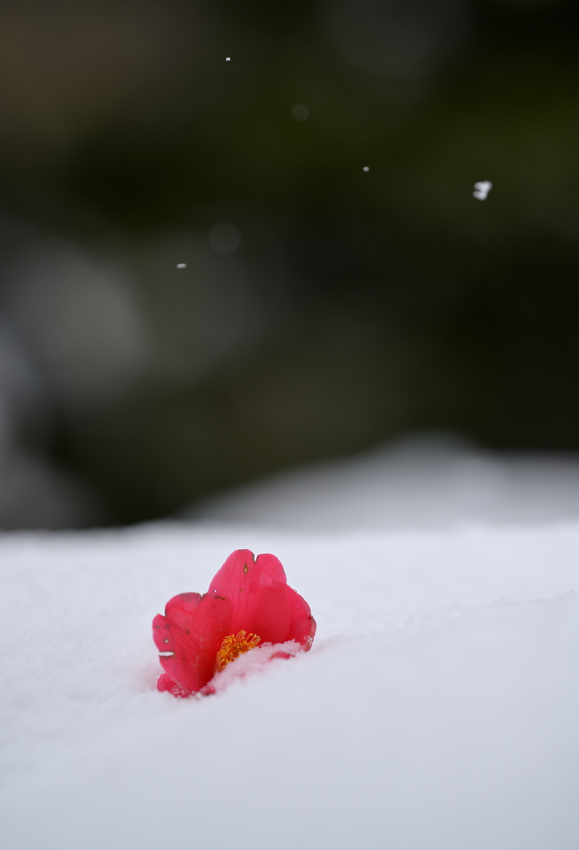 雪中梅 - 風の記憶