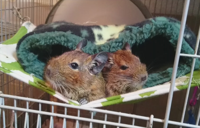 デグーの飼育 デグーの飼育