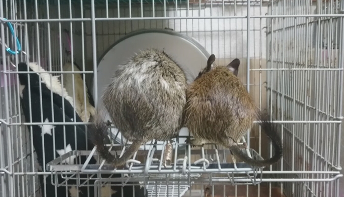 値下げ！デグー飼育セット！多頭飼いに最適！ 三晃商会 イージーホーム40ハイ ブラック デグー飼育セットB（サイズ