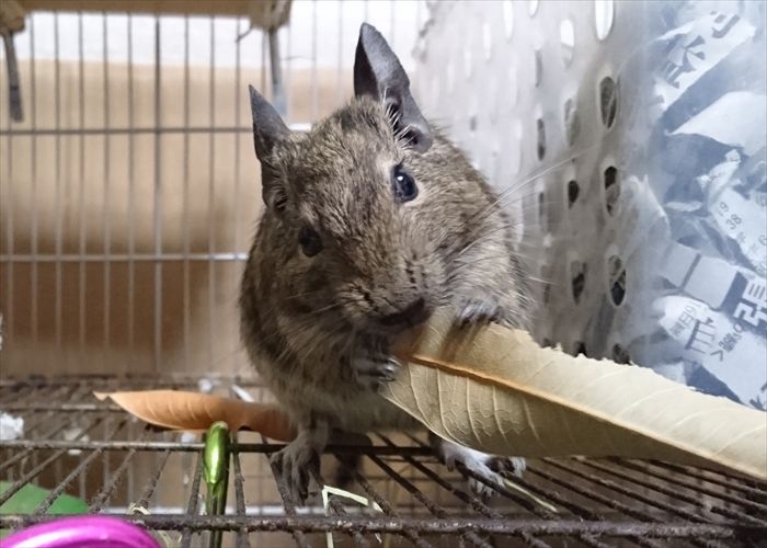 デグーのおやつと餌はどんな食べ物がいい?ペレットやひまわりの種は食事としてアリ? - デグーと暮らすライフスタイル【動物・ペットブログ】 デグーのおやつと餌はどんな食べ物がいい?ペレットやひまわりの種は食事としてアリ? - デグーと暮らすライフスタイル【動物・ペットブログ】