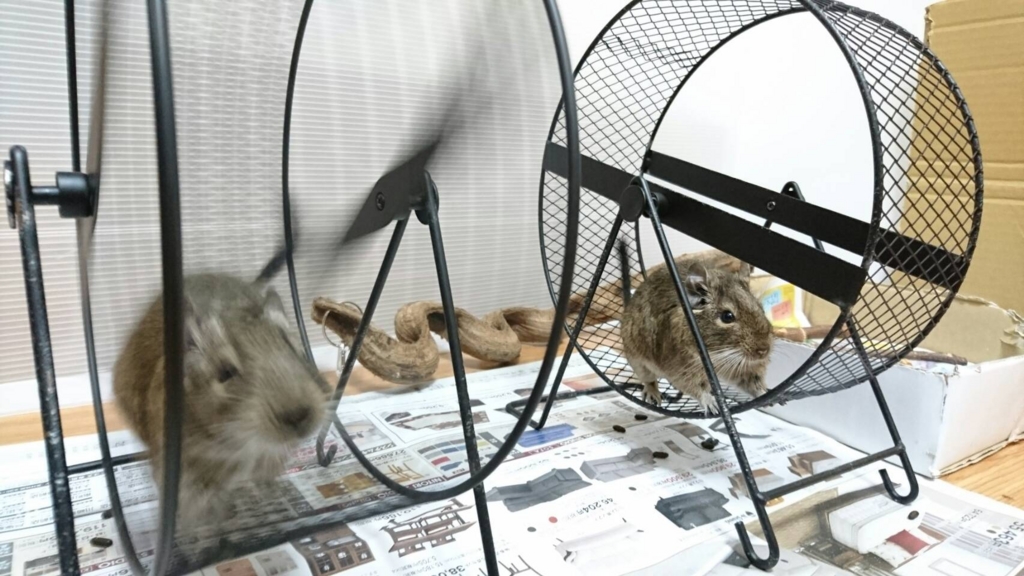 デグーお散歩 デグーお散歩