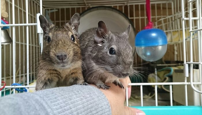 デグーお迎え デグーお迎え