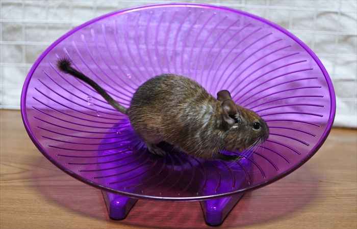 デグーの回し車は何を使う 3種類の回し車を使ってみた感想 デグーと暮らすライフスタイル 動物 ペットブログ デグーの回し車は何を使う 3種類の回し車を使ってみた感想 デグーと暮らすライフスタイル 動物 ペットブログ