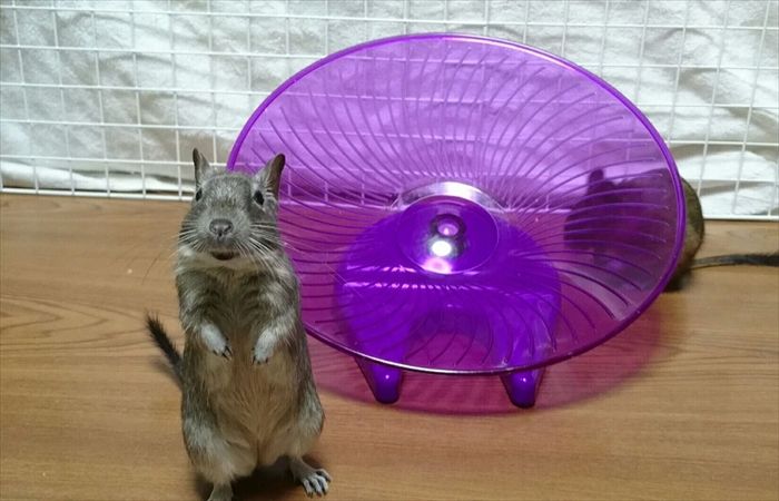 f:id:torus1:20170513190222j:plain f:id:torus1:20170513190222j:plain