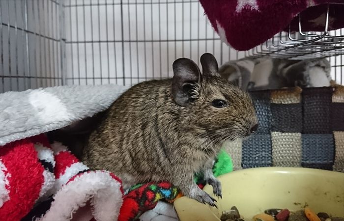 f:id:torus1:20170911111123j:plain f:id:torus1:20170911111123j:plain