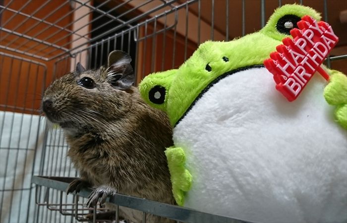 f:id:torus1:20170911111140j:plain f:id:torus1:20170911111140j:plain