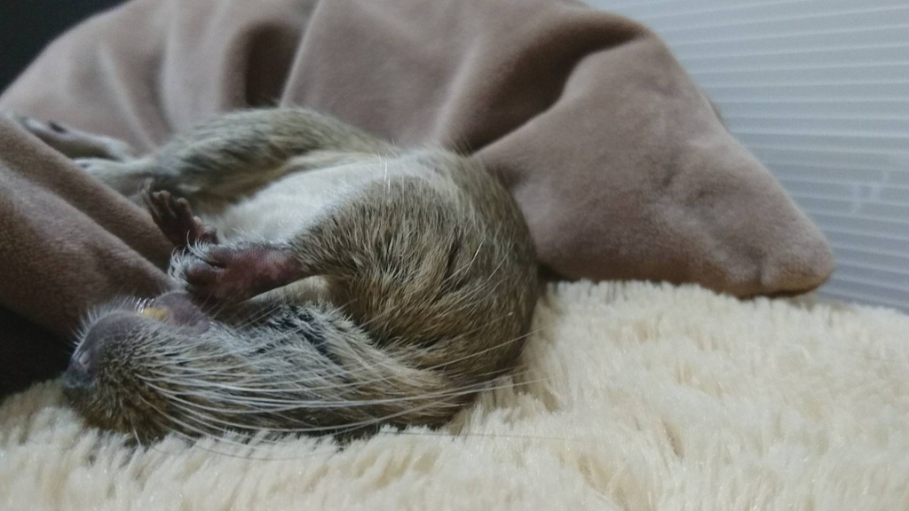 動物(デグー)の4コマ漫画 動物(デグー)の4コマ漫画