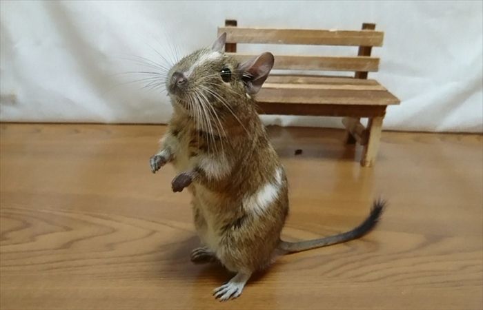 デグーの尻尾 デグーの尻尾
