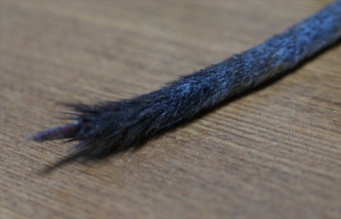 デグーの尻尾 デグーの尻尾