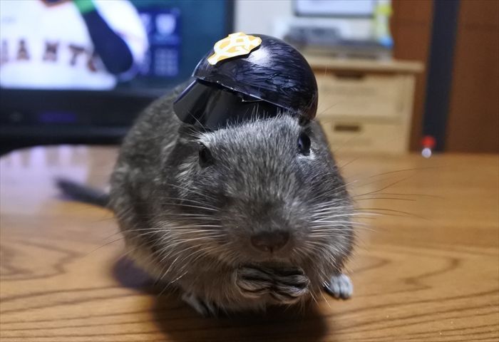 f:id:torus1:20180204184436j:plain f:id:torus1:20180204184436j:plain