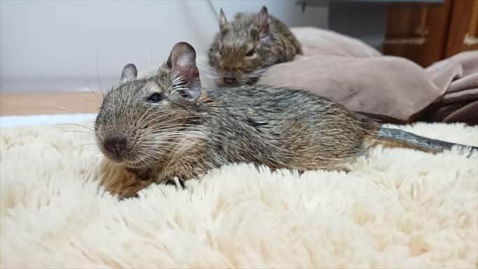 デグー デグー