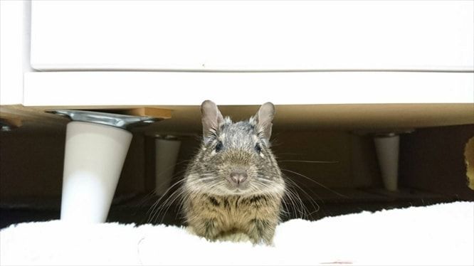 デグーの放し飼い デグーの放し飼い