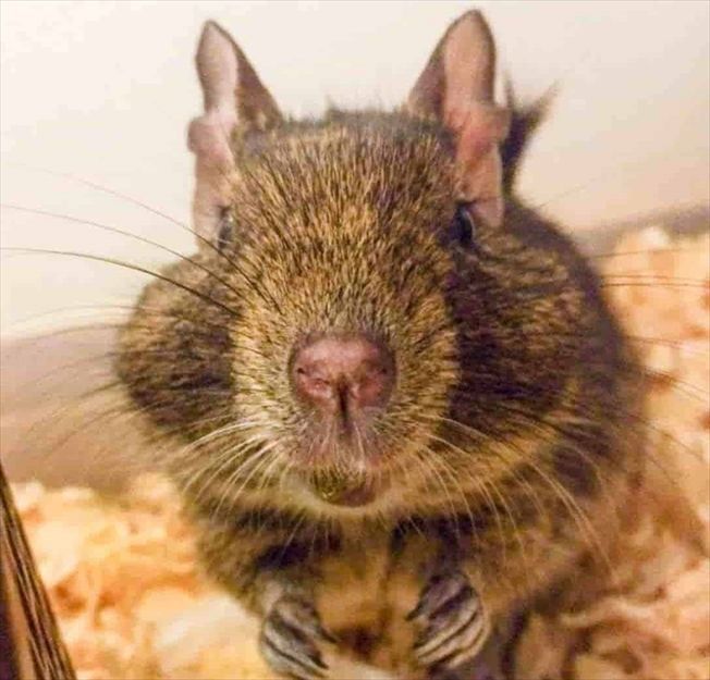 デグーの魅力 デグーの魅力