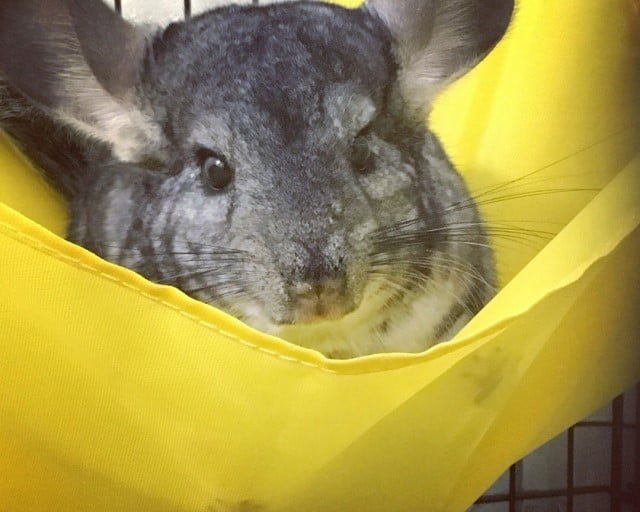 デグー チンチラ モルモットの違いはどんなところ デグーと暮らすライフスタイル 動物 ペットブログ デグー チンチラ モルモットの違いはどんなところ デグーと暮らすライフスタイル 動物 ペットブログ