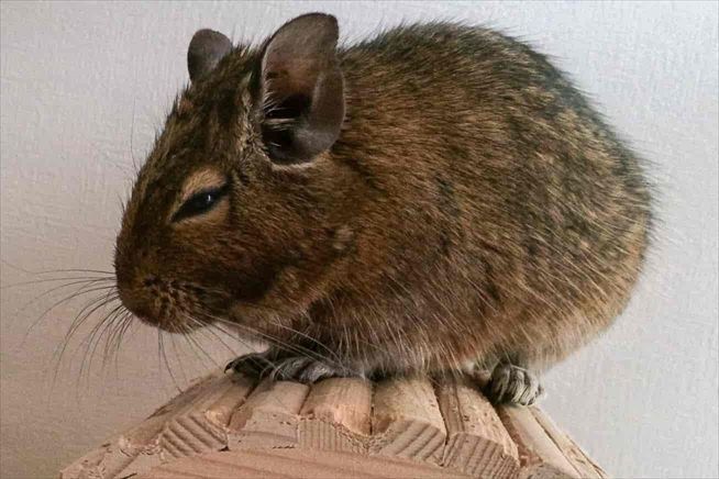 デグー チンチラ モルモットの違いはどんなところ デグーと暮らすライフスタイル 動物 ペットブログ デグー チンチラ モルモットの違いはどんなところ デグーと暮らすライフスタイル 動物 ペットブログ