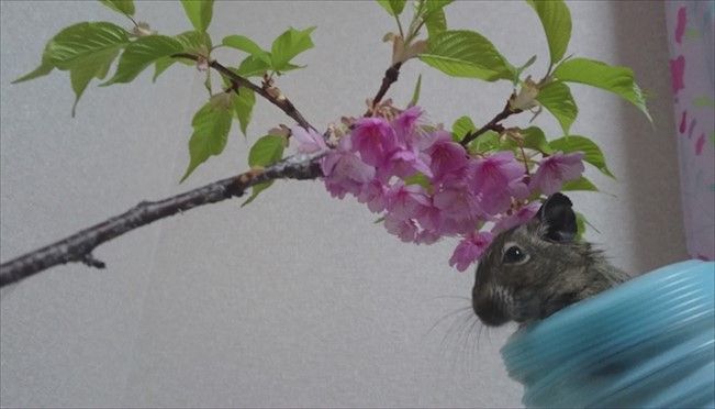 デグーがなつかない