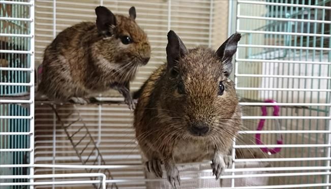 手乗りをしてくれるデグー