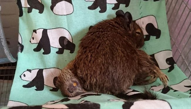 デグー