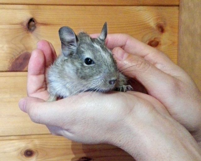 デグーを飼育する大変さ デグーを飼育する大変さ