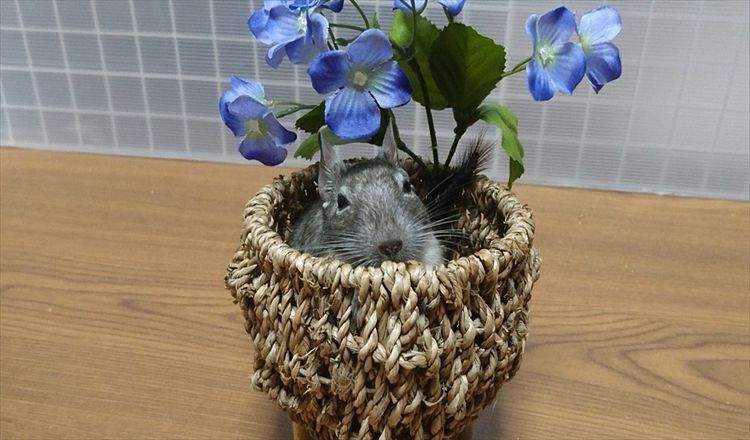 デグー