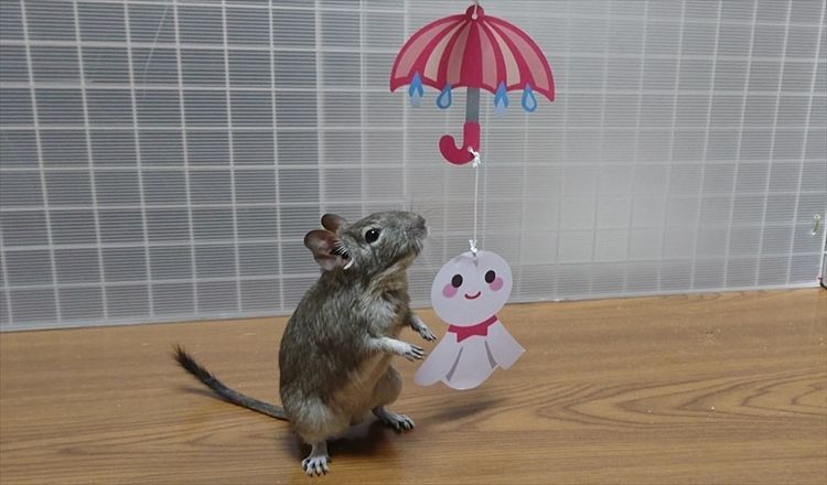 梅雨時期の対策