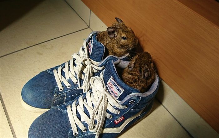 デグーフードに虫 放置すると怖い害虫のお話 デグーと暮らすライフスタイル 動物 ペットブログ デグーフードに虫 放置すると怖い害虫のお話 デグーと暮らすライフスタイル 動物 ペットブログ