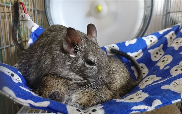 デグー
