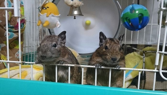 デグーには個体差があります デグーには個体差があります