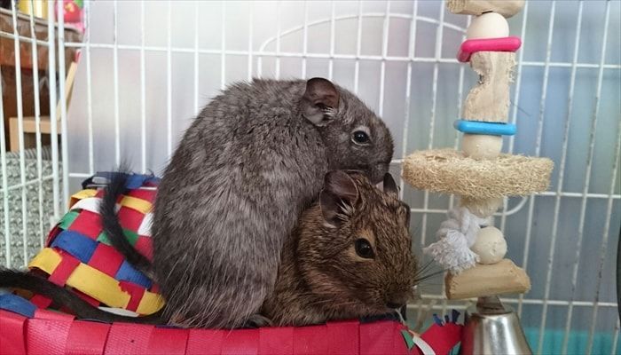 デグー多頭飼い デグー多頭飼い