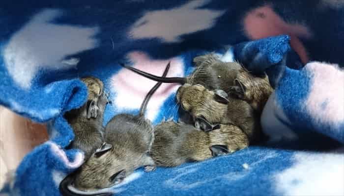 f:id:torus1:20180621231106j:plain f:id:torus1:20180621231106j:plain